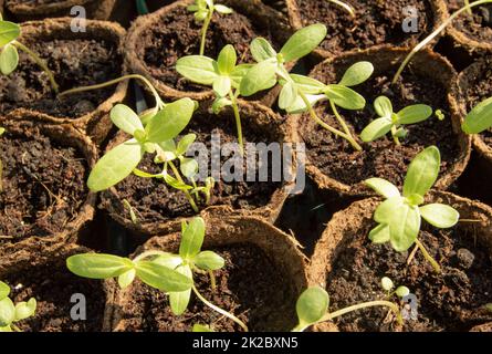 Close-up of growing seedlings of vegetables and flowers in peat pots. Young plants sitting in sunlight in a modern eco-friendly greenhouse, home gardening concept, top view Stock Photo