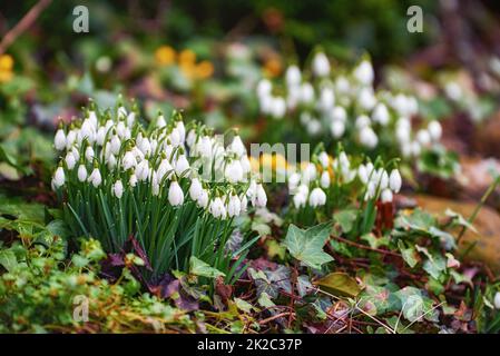 Galanthus nivalis was described by the Swedish botanist Carl Linnaeus in his Species Plantarum in 1753, and given the specific epithet nivalis, meaning snowy (Galanthus means with milk-white flowers). This narrow-leaved snowdrop, with its delicate white h Stock Photo