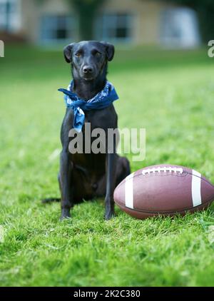 Play time. A black canine sitting in a garden with a ball beside him. Stock Photo