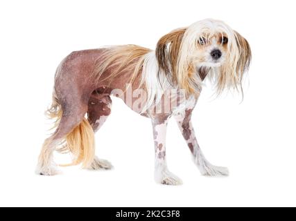 Will you take me home. A scared Chinese Crested dog looking at the camera. Stock Photo