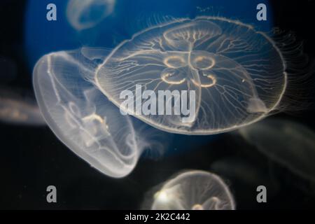 Jellyfish floating in the deep ocean Stock Photo