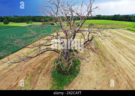 dead tree from above Stock Photo