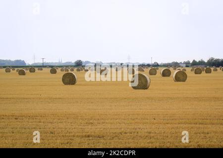 On a harvested field, the straw lies rolled up in bales. Stock Photo