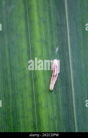 A close up of an insect maggot on a plant. Stock Photo