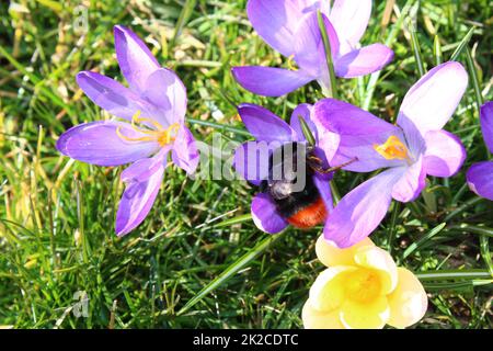 crocus with a bumblebee queen Stock Photo