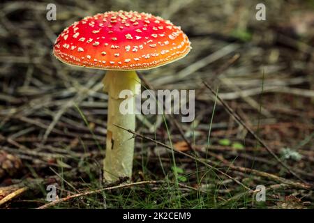 Fly agaric (Amanita muscaria) mushroom growing in tree shade, small dry twigs and grass around. Stock Photo