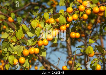 Group of yellow mirabell plums (cherry prune / Prunus domestica) on tree branch, lit by afternoon sun. Stock Photo
