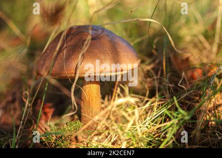Birch bolete (Leccinum scabrum) growing in grass and moss, afternoon sun shining to forest shade. Stock Photo
