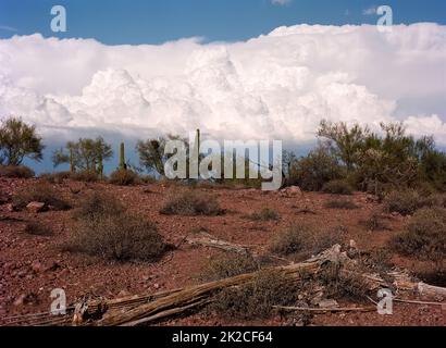 Dead Saguaro Cactus Sonora Desert Arizona Stock Photo