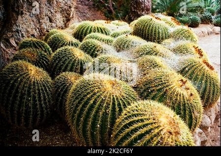 Barrel Cactus Sonora Desert Arizona San Tan Mountains Stock Photo