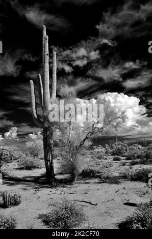 Infrared image Sonora Desert Arizona Stock Photo