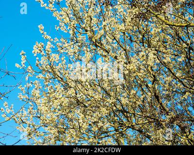 Willow tree covered in spring flowers against a blue sky Stock Photo