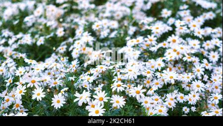 Daisy - Marguerite. Garden photos - the beautiful Daisy - Marguerite. Stock Photo