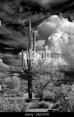 Infrared Saguaro Cactus Sonora Desert Arizona Stock Photo