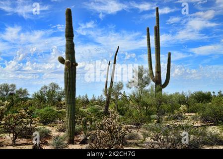 Saguaro Cactus cereus giganteus Sonora Desert Stock Photo