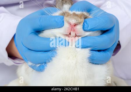 Vet doctor checking white rabbit teeth. Stock Photo