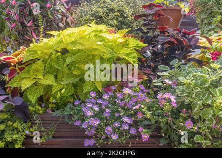 Coleus plant forming a colorful wall. Horizontally. Stock Photo