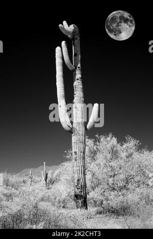 Infrared Saguar Cactus Sonora Desert Moon rise Stock Photo