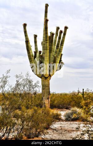 Saguaro Cactus Sonora Desert Arizona San Tan Mountains Stock Photo