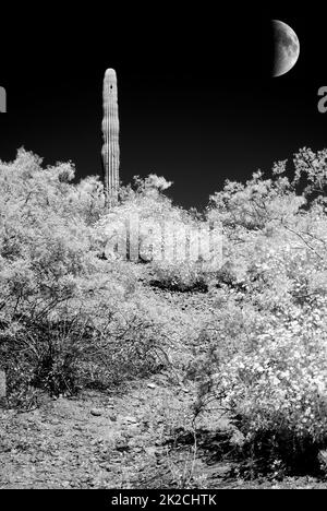 Arizona Sonora Desert Moon in infrared monochrome Stock Photo