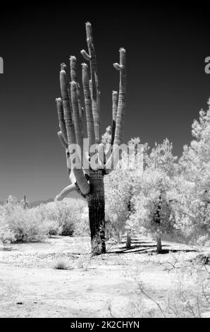 Infrared Saguaro Cactus cereus giganteus  Arizona USA Stock Photo