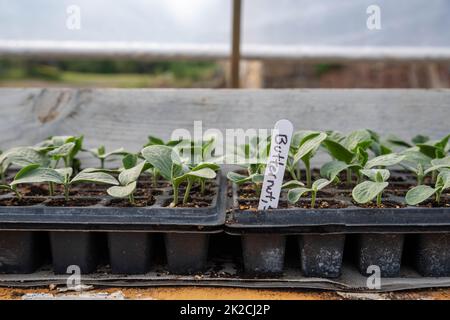 Labeled butternut squash seedlings sprouting in greenhouse Stock Photo