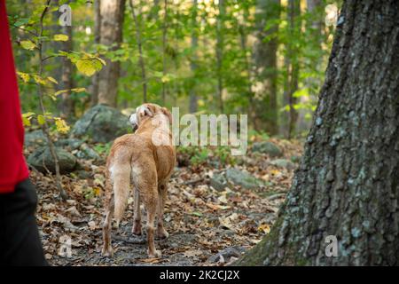 Golden Retriever dog stops on a woodland hiking trail Stock Photo