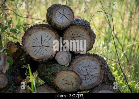 A pile of cut logs stacked outdoors with tree rings showing Stock Photo