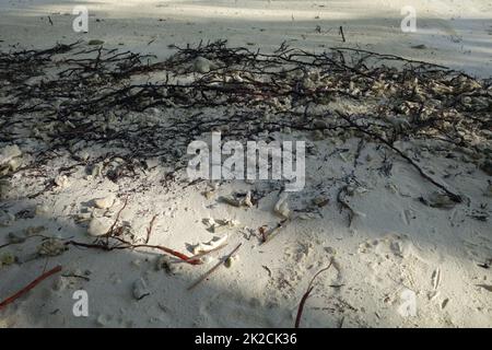 Corrals wood and seaweeds on the beach as a close up Stock Photo