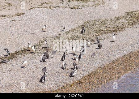 Magellanic penguins. Punta Tombo penguin colony, Patagonia Stock Photo