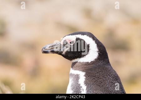 Magellanic penguin close up. Punta Tombo penguin colony, Patagonia Stock Photo