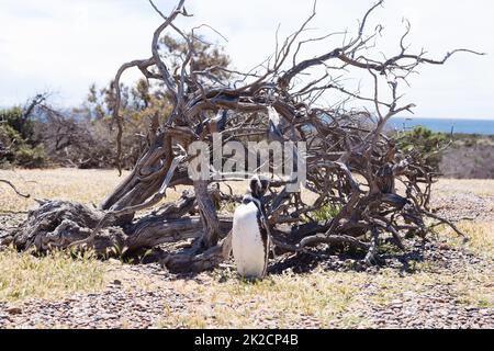 Magellanic penguin close up. Punta Tombo penguin colony, Patagonia Stock Photo