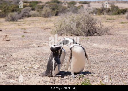 Magellanic penguin close up. Punta Tombo penguin colony, Patagonia Stock Photo