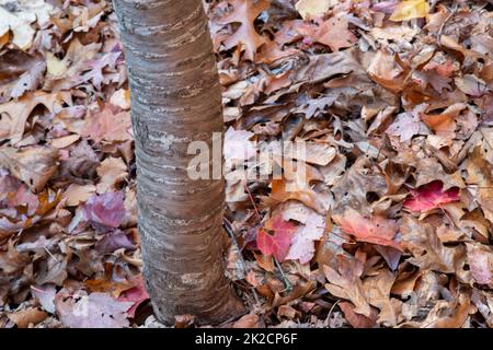 Texture of a birch bark of a young tree. Macro. Wallpaper. Close-up Stock  Photo - Alamy