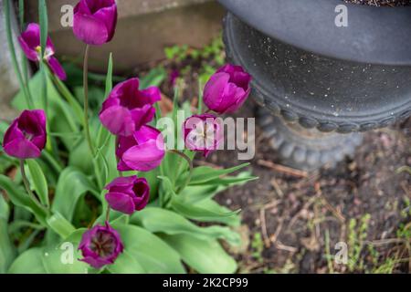 High angle view of purple tulips by a black cemetery urn. Stock Photo