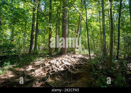 Sunlight shines on a woodland hiking trail covered with large tree roots Stock Photo