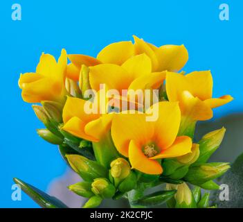Macro of an yellow Kalanchoe flower Stock Photo
