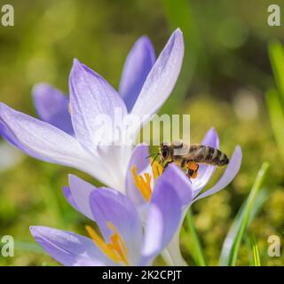 Bee flying to a purple crocus flower blossom Stock Photo