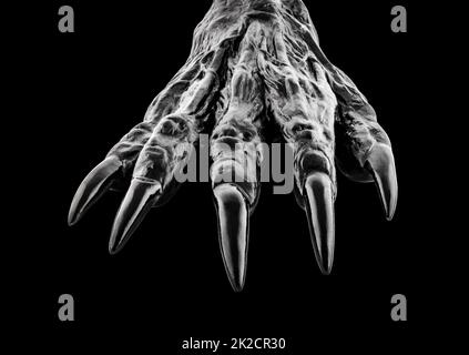Creepy monster hand isolated on black background with clipping path Stock Photo