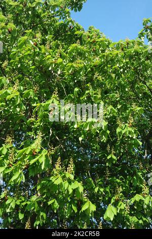 Chestnut tree in spring Stock Photo