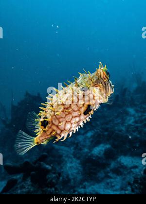 Web burrfish (Chilomycterus antillarum) on the reef in the Carribbean Sea, Roatan, Bay Islands, Honduras Stock Photo