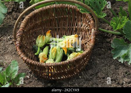 Zucchini plants in blossom on the garden bed. Basket with small zucchini and flower Stock Photo
