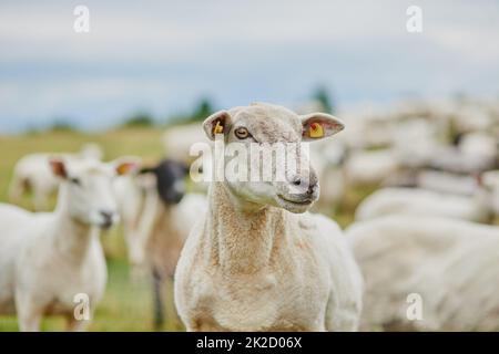 Can I help you with something. Shot of a herd of sheep grazing on a field while looking in one direction outside on a farm. Stock Photo