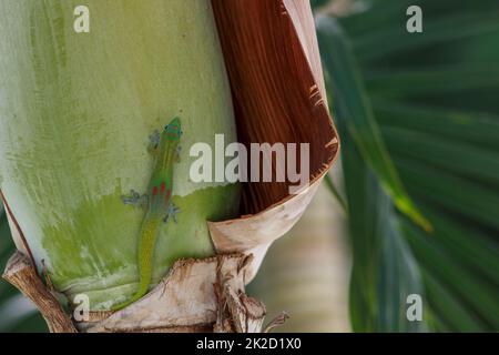 Green Gecko on a Palm Tree Stock Photo