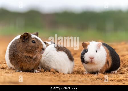 Three cute guinea pigs in the open air Stock Photo