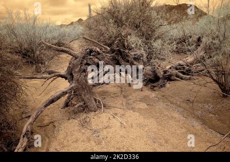Dead tree in dry wash Infrared Sonora Desert Arizona Stock Photo
