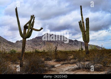 Sonora Desert Arizona San Tan Mountains Stock Photo