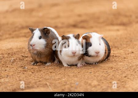 Three cute guinea pigs in the open air Stock Photo