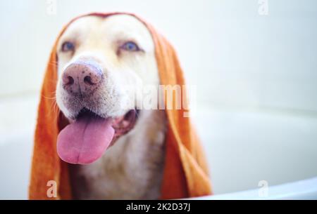 From good boy to gorgeous boy. Shot of an adorable dog having a bath at home. Stock Photo