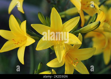 Branch of flower Hemerocallis lilioasphodelus also called Lemon Lily, Yellow Daylily, Hemerocallis flava . Hemerocallis flava Known also as Lemon day-lily, Lemon Lily and Custard Lil Stock Photo